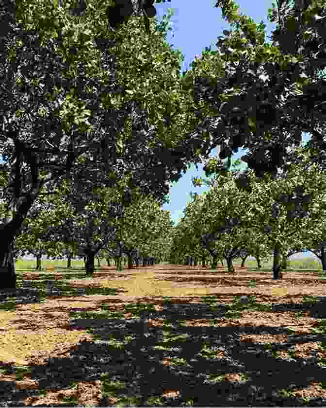 A Lush Pistachio Orchard, Showcasing The Vibrant Green Trees Laden With Plump Pistachio Clusters Hello 350 Pistachio Recipes: Best Pistachio Cookbook Ever For Beginners Bundt Cake Recipe Chocolate Truffle Layer Cake Recipe Easy Cheesecake Homemade Salad Dressing Recipe 1