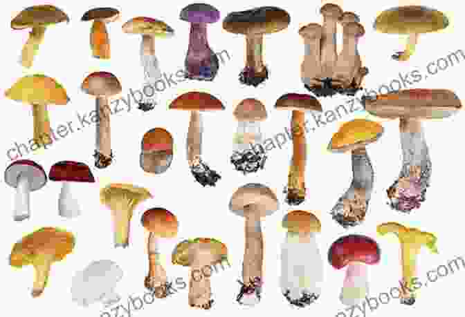 A Variety Of Medicinal Mushrooms Medicinal Mushrooms: The Essential Guide