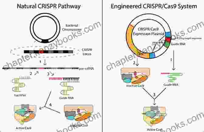 Diagram Illustrating The Process Of Gene Editing Using CRISPR Cas9 Technology. Genetic Modification And Food Quality: A Down To Earth Analysis