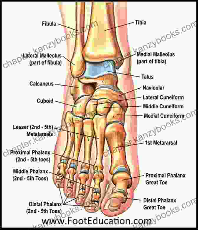 Diagram Of The Foot Anatomy Labeling The Bones, Joints, Ligaments, And Tendons Reflexology: An Introductory Guide To Foot Massage For Total Health