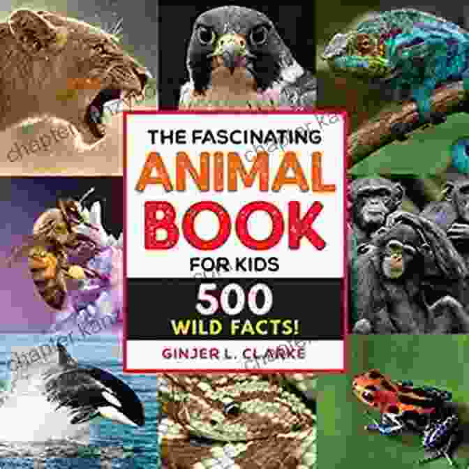 Discovering Rare Animals With Facts Book Cover Discovering Rare Animals With Facts Children Aged 6 12: Learn Have Fun With Questions Charades And Riddles