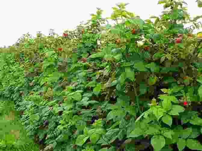 Rows Of Raspberry Bushes Laden With Ripe Raspberries Hello 123 Truffle Recipes: Best Truffle Cookbook Ever For Beginners Caramel Cookbook Raspberry Cookbook Cookie Dough Recipe Truffle Recipe Chocolate Truffle Cookbook 1